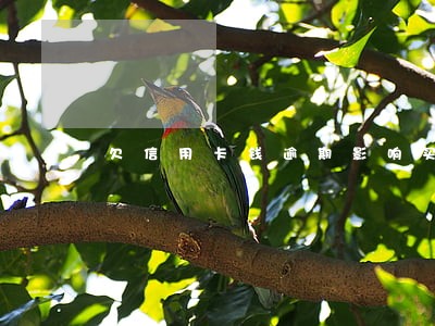 欠信用卡钱逾期影响买房 欠信用卡钱逾期影响买房