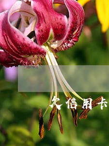 欠信用卡钱逾期还不上怎么办 欠信用卡钱逾期还不上怎么办