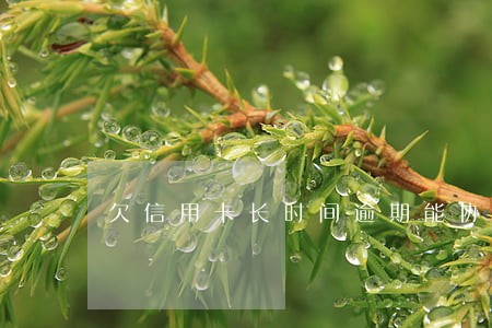 欠信用卡长时间逾期能协商吗 欠信用卡长时间逾期能协商吗