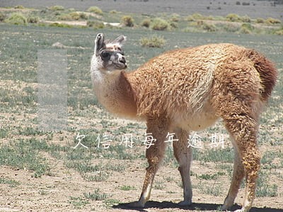 欠信用每年逾期 欠信用每年逾期