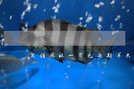 欠信用社一万元逾期算大额吗 欠信用社一万元逾期算大额吗