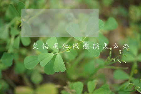 欠信用社钱逾期怎么办