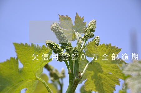 欠信用贷20万全部逾期 欠信用贷20万全部逾期