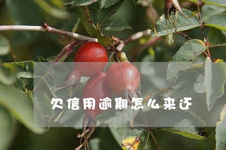 欠信用逾期怎么来还