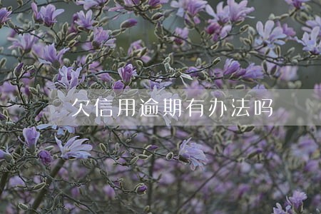 欠信用逾期有办法吗 欠信用逾期有办法吗