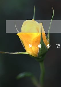 欠倍息贷逾期会影响信用卡吗 欠倍息贷逾期会影响信用卡吗