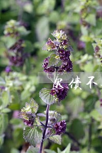 欠债不还可以请律师要吗 欠债不还可以请律师要吗