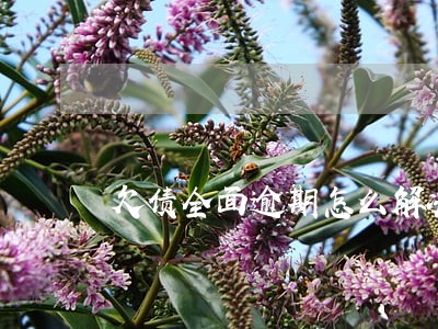 欠债全面逾期怎么解决 欠债全面逾期怎么解决