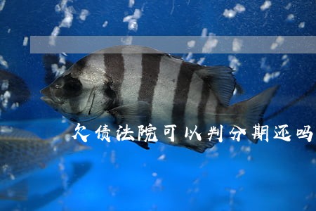 欠债法院可以判分期还吗 欠债法院可以判分期还吗
