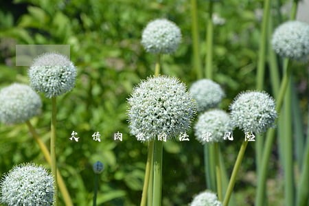 欠债肉偿的法律风险 欠债肉偿的法律风险