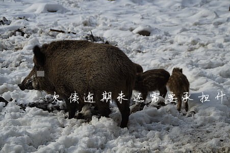 欠债逾期未还需要承担什么费用 欠债逾期未还需要承担什么费用