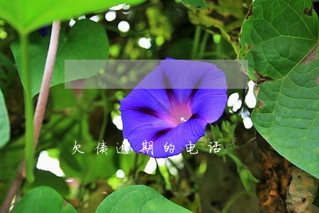 欠债逾期的电话 欠债逾期的电话