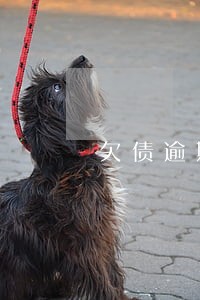 欠债逾期算违法犯罪吗 欠债逾期算违法犯罪吗