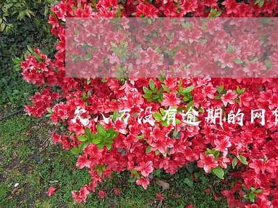 欠八万没有逾期的网贷能出国吗 欠八万没有逾期的网贷能出国吗