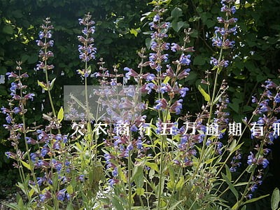 欠农商行五万逾期有刑事责任吗 欠农商行五万逾期有刑事责任吗