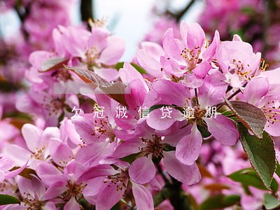 欠冠诚信贷逾期 欠冠诚信贷逾期