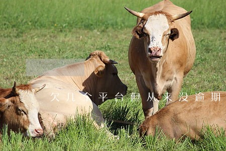 欠几个平台但从来没逾期过 欠几个平台但从来没逾期过