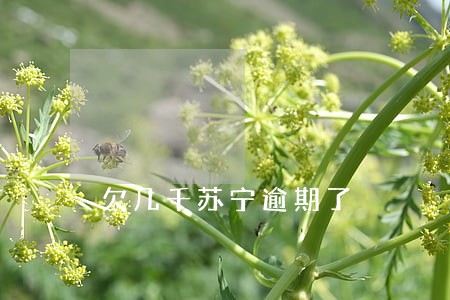 欠几千苏宁逾期了 欠几千苏宁逾期了