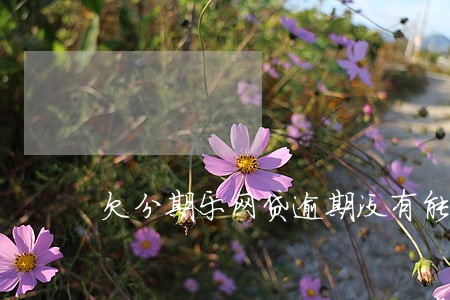 欠分期乐网贷逾期没有能力偿还 欠分期乐网贷逾期没有能力偿还