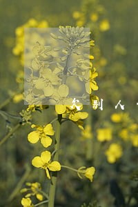 欠别人债可以只还本金吗 欠别人债可以只还本金吗