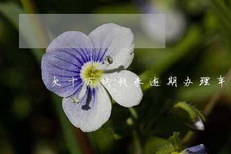 欠十万块钱未逾期办理车贷 欠十万块钱未逾期办理车贷