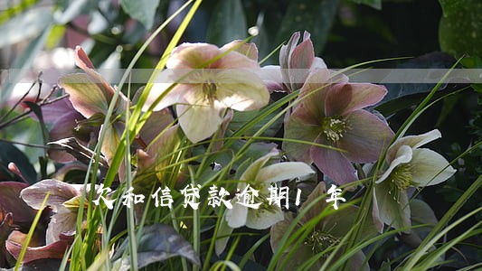 欠和信贷款逾期1年 欠和信贷款逾期1年