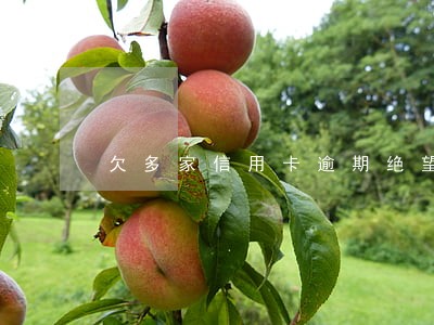 欠多家信用卡逾期绝望 欠多家信用卡逾期绝望