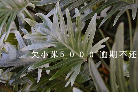 欠小米5000逾期不还