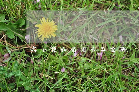 欠小贷和信用卡已逾期 欠小贷和信用卡已逾期