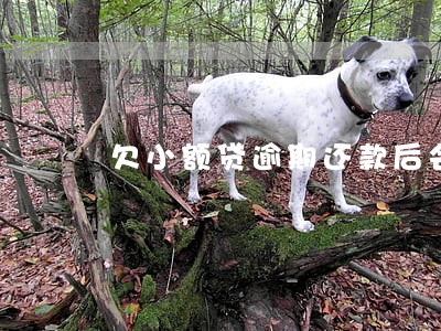 欠小额贷逾期还款后会影响征信吗 欠小额贷逾期还款后会影响征信吗