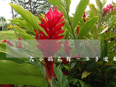 欠小鹅花钱一万多逾期会怎么样 欠小鹅花钱一万多逾期会怎么样