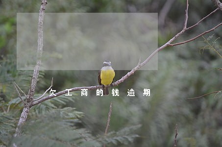 欠工商的钱逾期