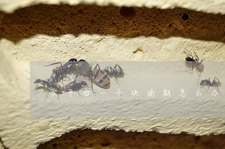 欠平台一千块逾期怎么办 欠平台一千块逾期怎么办