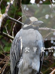 欠平安信用卡2万逾期一年 欠平安信用卡2万逾期一年