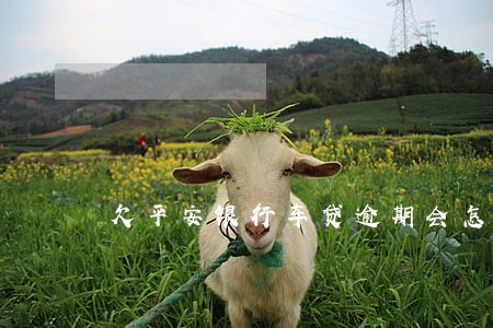 欠平安银行车贷逾期会怎样 欠平安银行车贷逾期会怎样