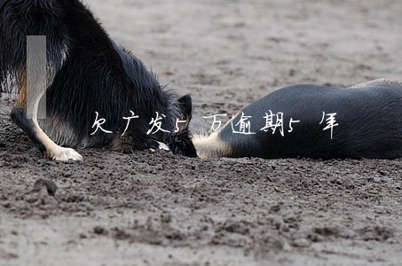 欠广发5万逾期5年 欠广发5万逾期5年