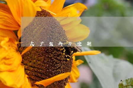欠广发两万逾期 欠广发两万逾期
