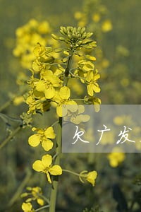欠广发九万逾期了老是打电话来 欠广发九万逾期了老是打电话来