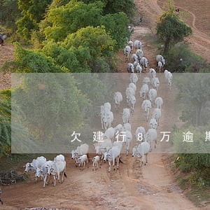 欠建行8万逾期