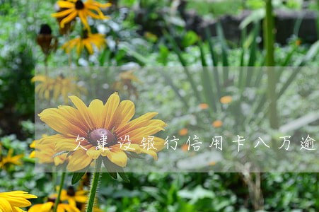 欠建设银行信用卡八万逾期半年