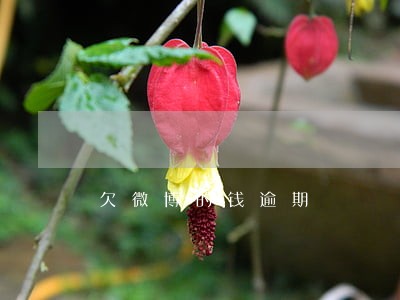 欠微博的钱逾期 欠微博的钱逾期