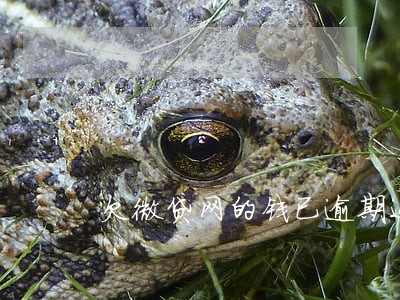 欠微贷网的钱已逾期还要还吗 欠微贷网的钱已逾期还要还吗