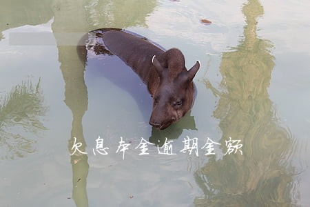 欠息本金逾期金额