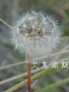 欠息逾期天数怎么计算
