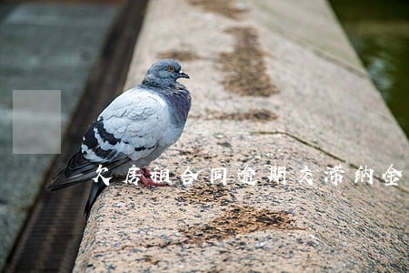 欠房租合同逾期交滞纳金 欠房租合同逾期交滞纳金