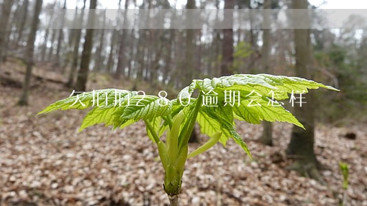 欠拍拍280逾期会怎样 欠拍拍280逾期会怎样