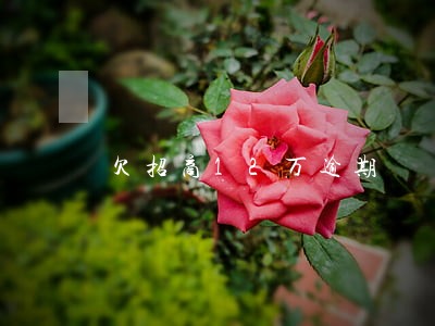 欠招商12万逾期 欠招商12万逾期