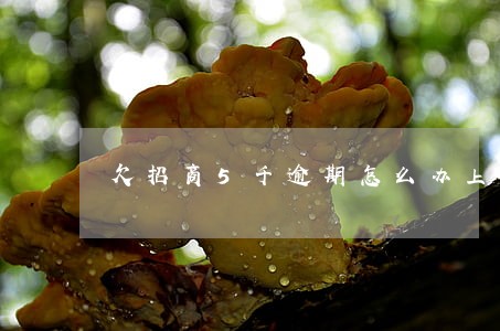 欠招商5千逾期怎么办上海 欠招商5千逾期怎么办上海
