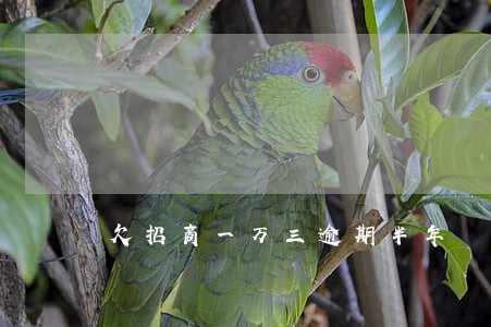 欠招商一万三逾期半年
