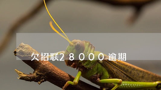 欠招联28000逾期